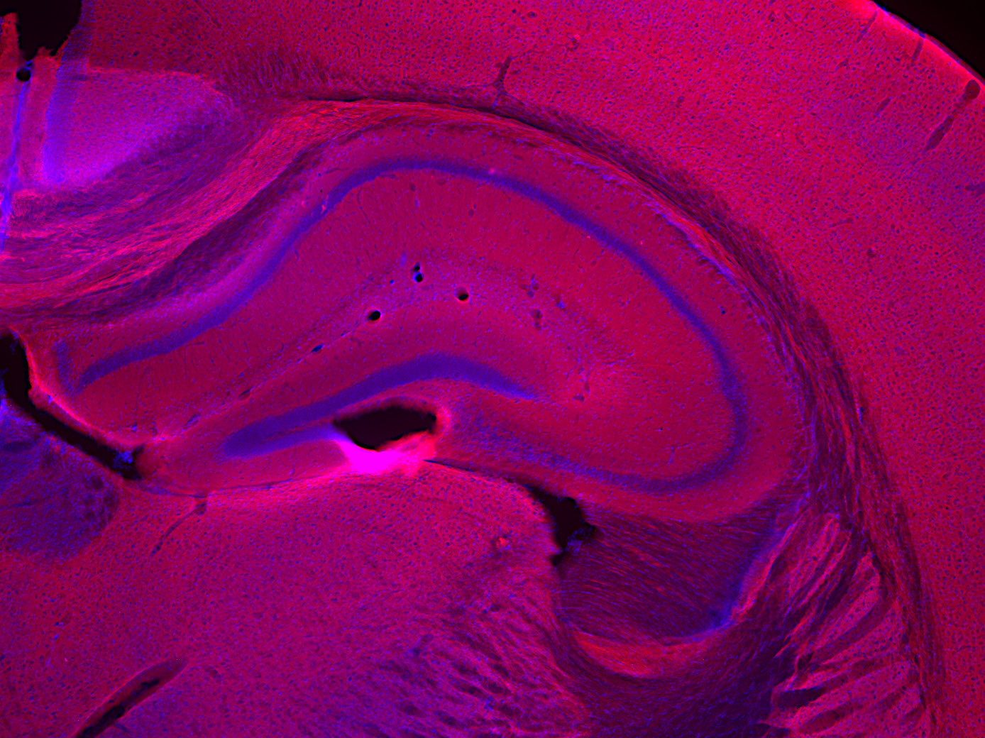 Syntaxin1A Recombinant rabbit - image 3