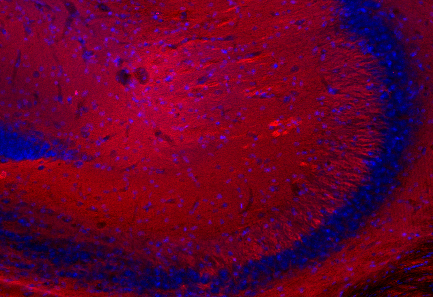 Syntaxin1A Recombinant Guinea pig - image 3