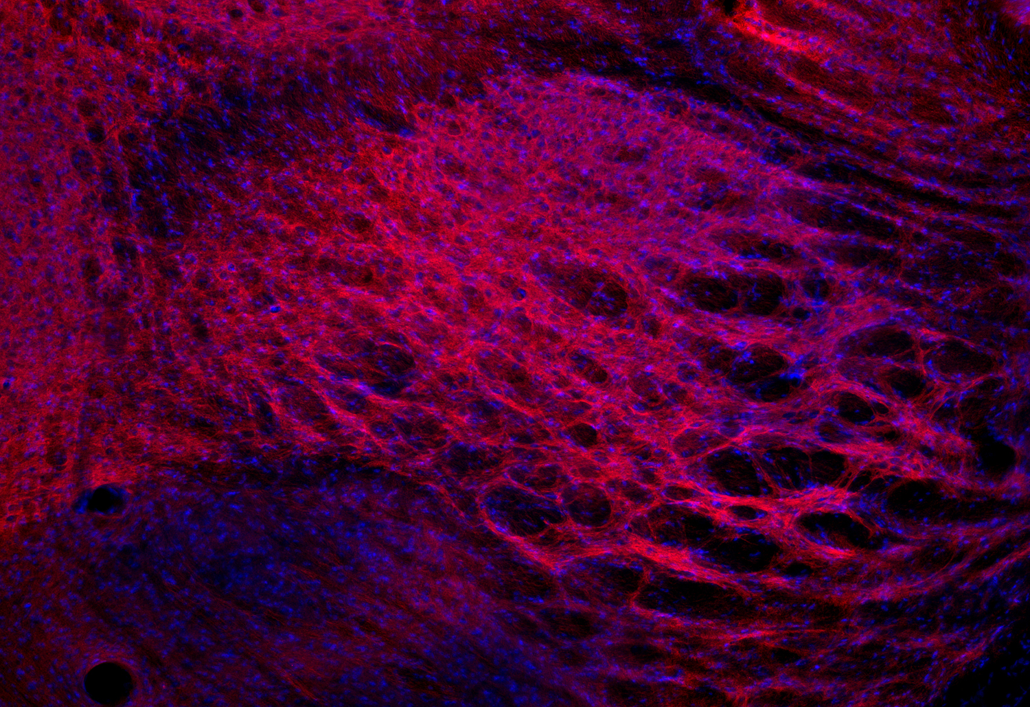 Syntaxin1A Recombinant Guinea pig - image 4