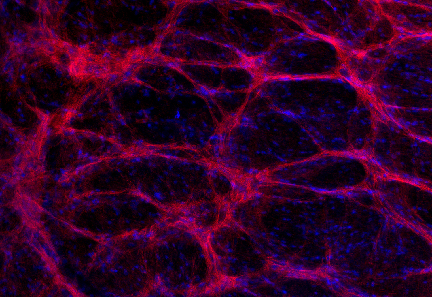 Syntaxin1A Recombinant Guinea pig - image 5