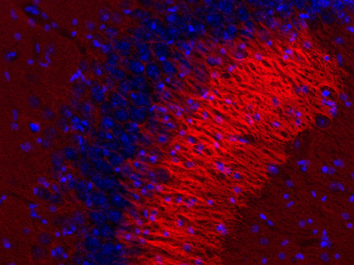 Syntaxin1B Polyclonal rabbit antiserum - image 3