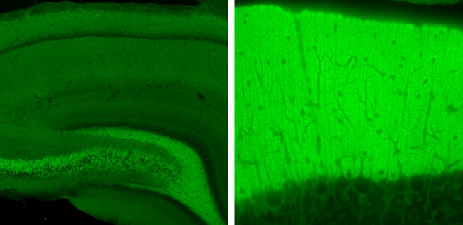 Syntaxin1B Polyclonal rabbit purified antibody - image 3