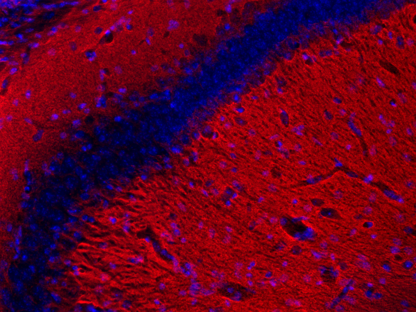 SNAP25 Recombinant rabbit - image 3