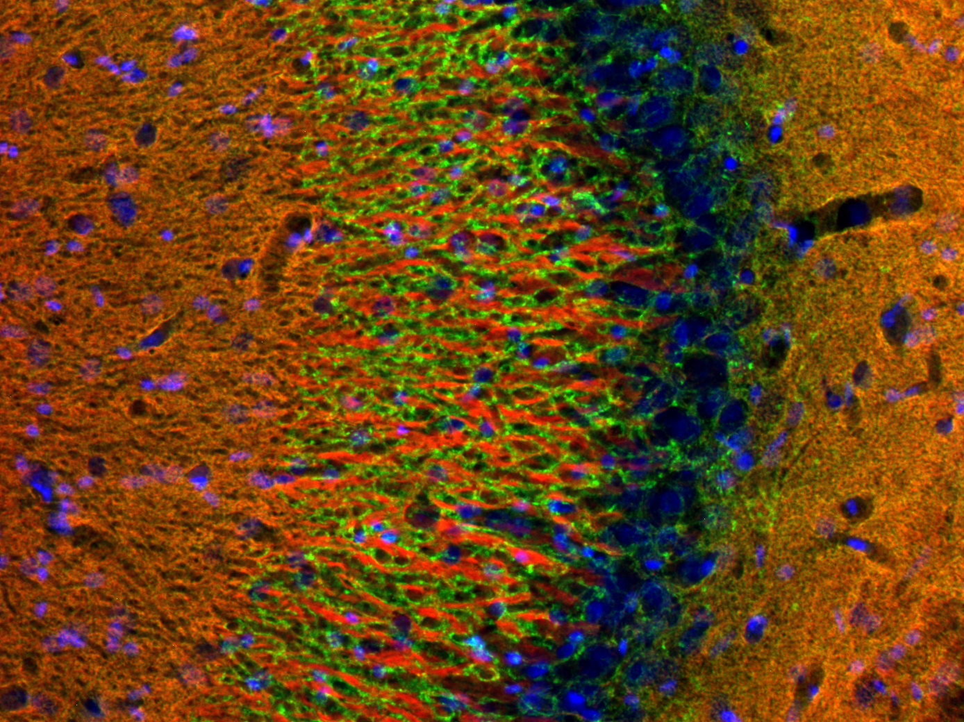 SNAP25 Recombinant rabbit - image 4