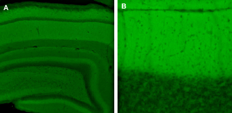SNAP47 Polyclonal rabbit purified antibody - image 3