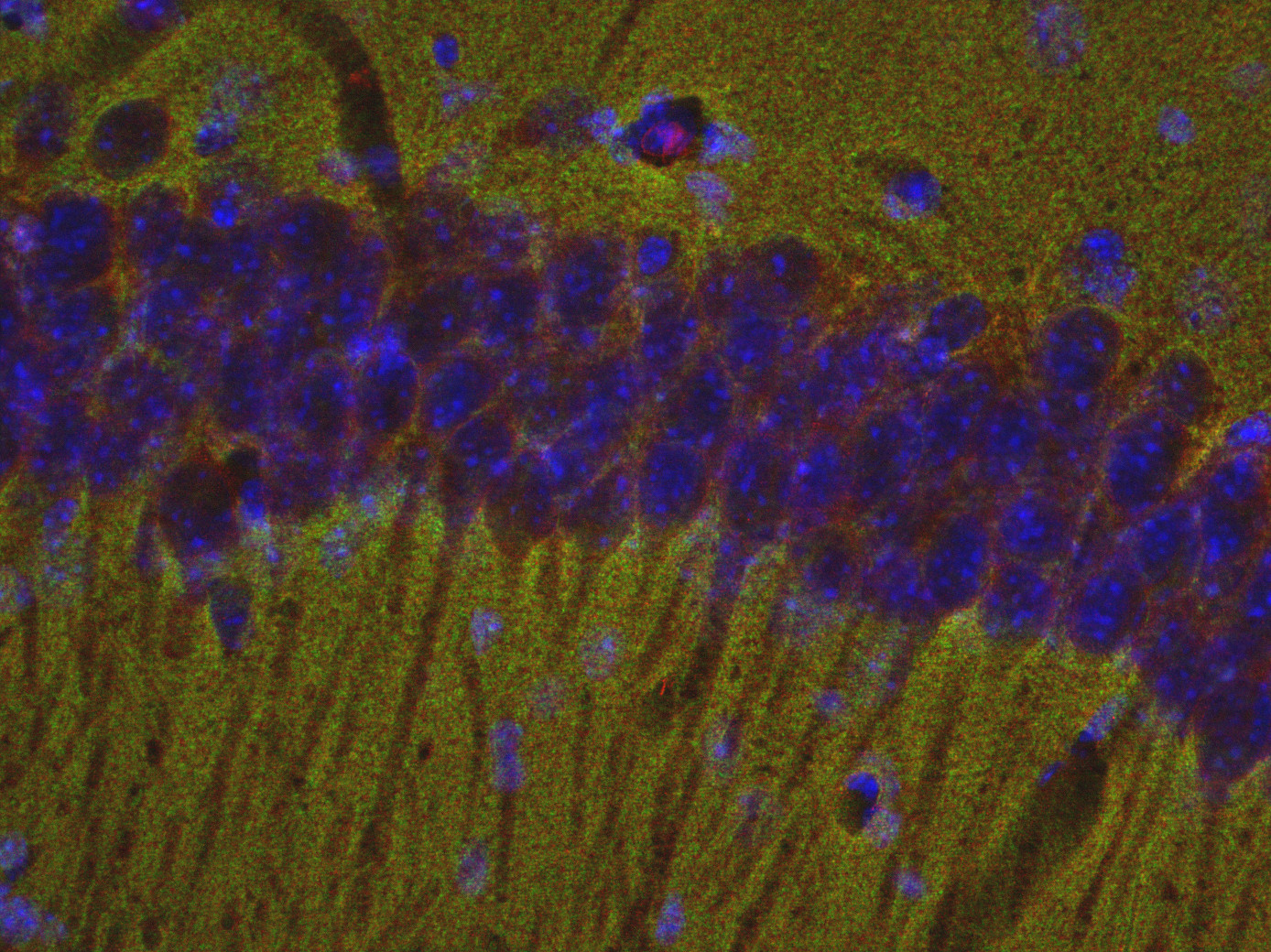Dynamin3, Polyclonal rabbit antiserum