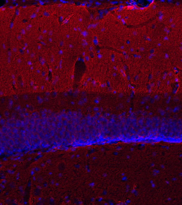 Complexin1/2 Polyclonal rabbit purified antibody - image 3