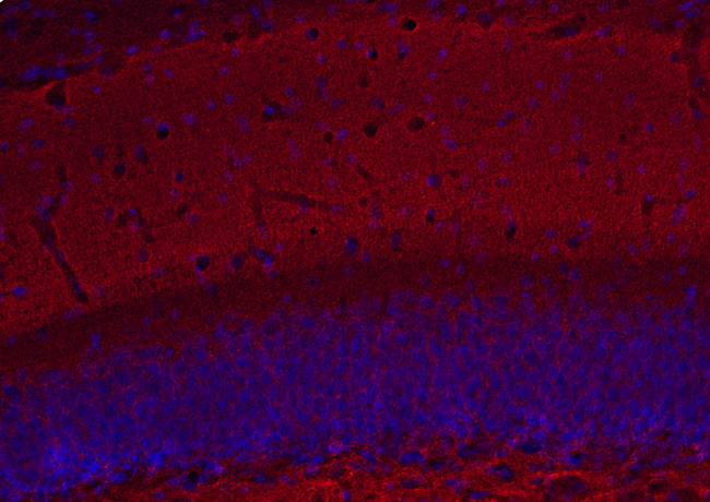 Complexin1/2 Polyclonal Guinea pig antiserum - image 3