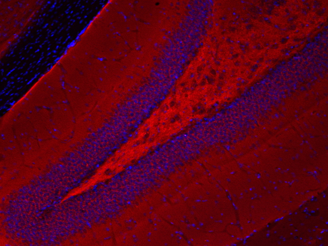 NSF, Polyclonal rabbit antiserum