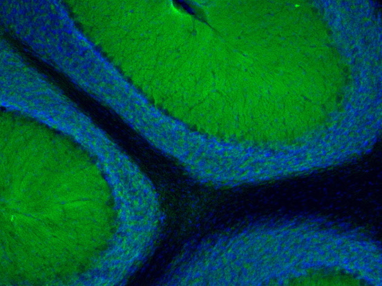 NSF Polyclonal Guinea pig antiserum - image 3