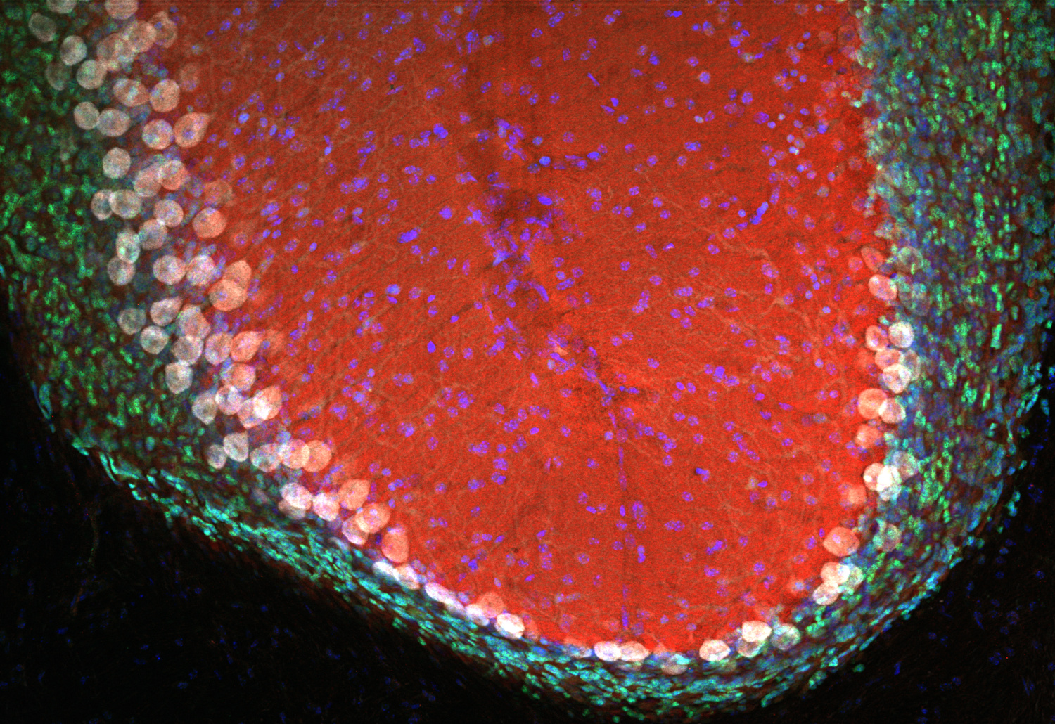 Munc13-1, Recombinant rabbit