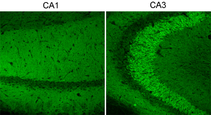 Munc13-1 Polyclonal Guinea pig antiserum - image 3