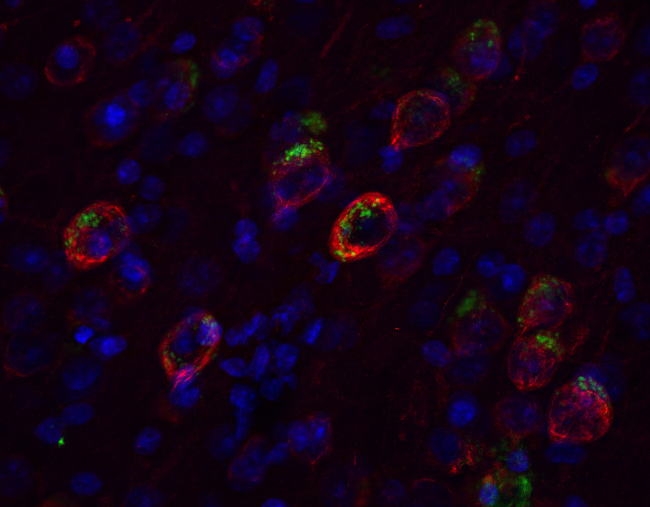 APP Polyclonal rabbit purified antibody - image 4
