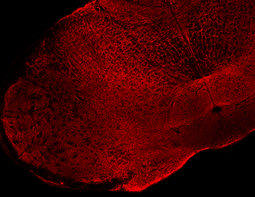 alpha/beta Synuclein Monoclonal mouse purified IgG - image 2