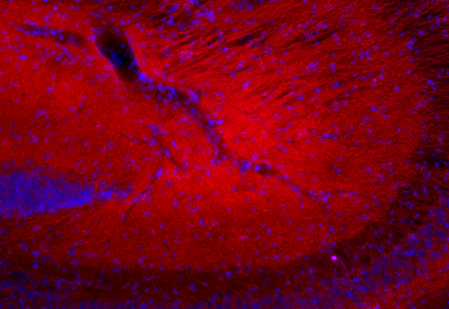 Neuroligin3 Recombinant rabbit - image 3