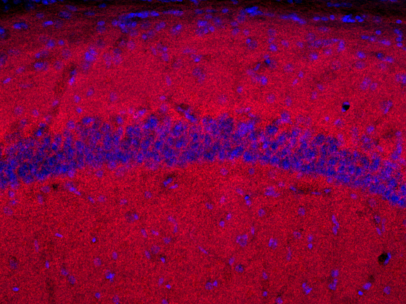 Neuroligin2 Recombinant rabbit - image 4