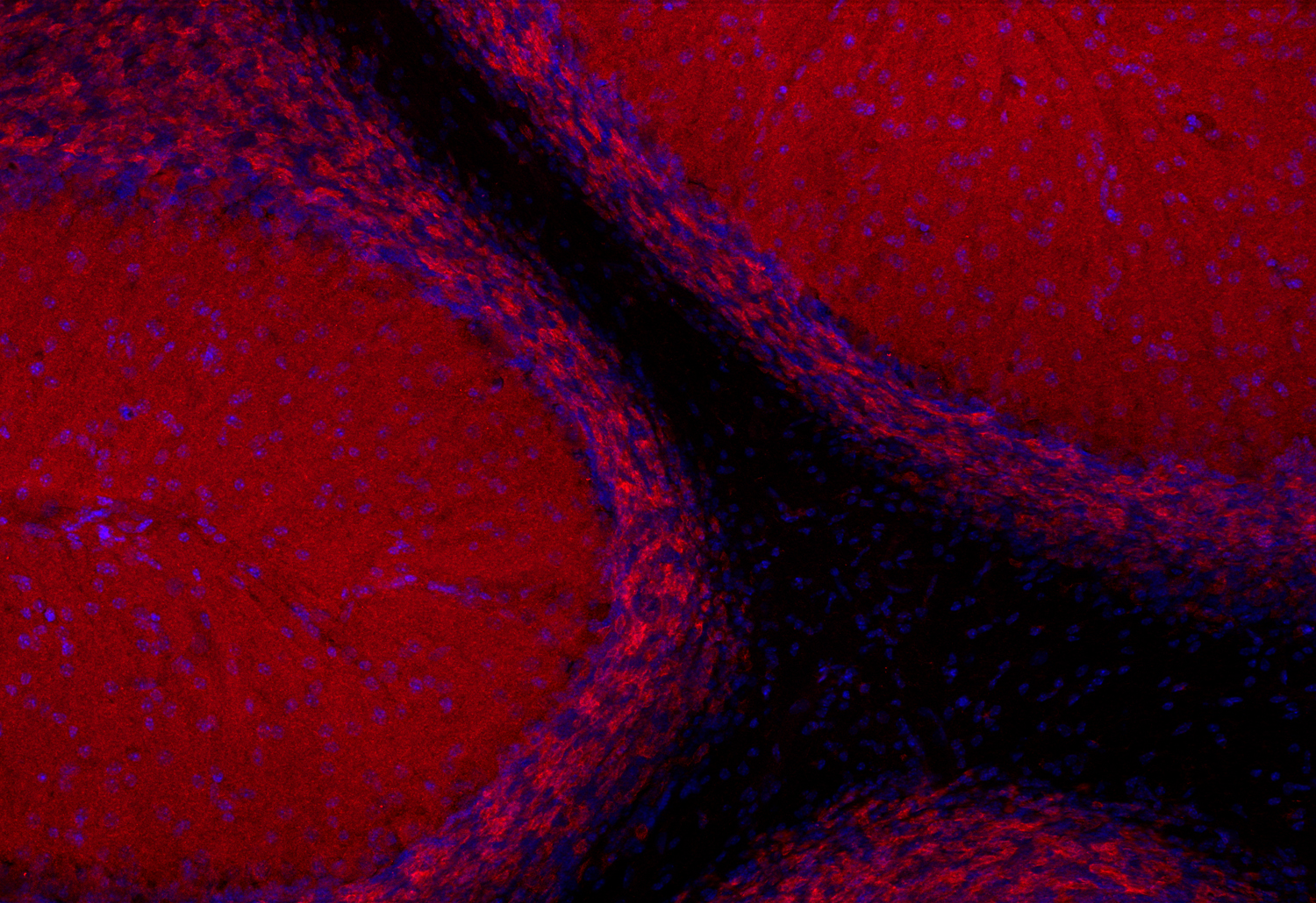 Neuroligin2 Recombinant Guinea pig - image 3