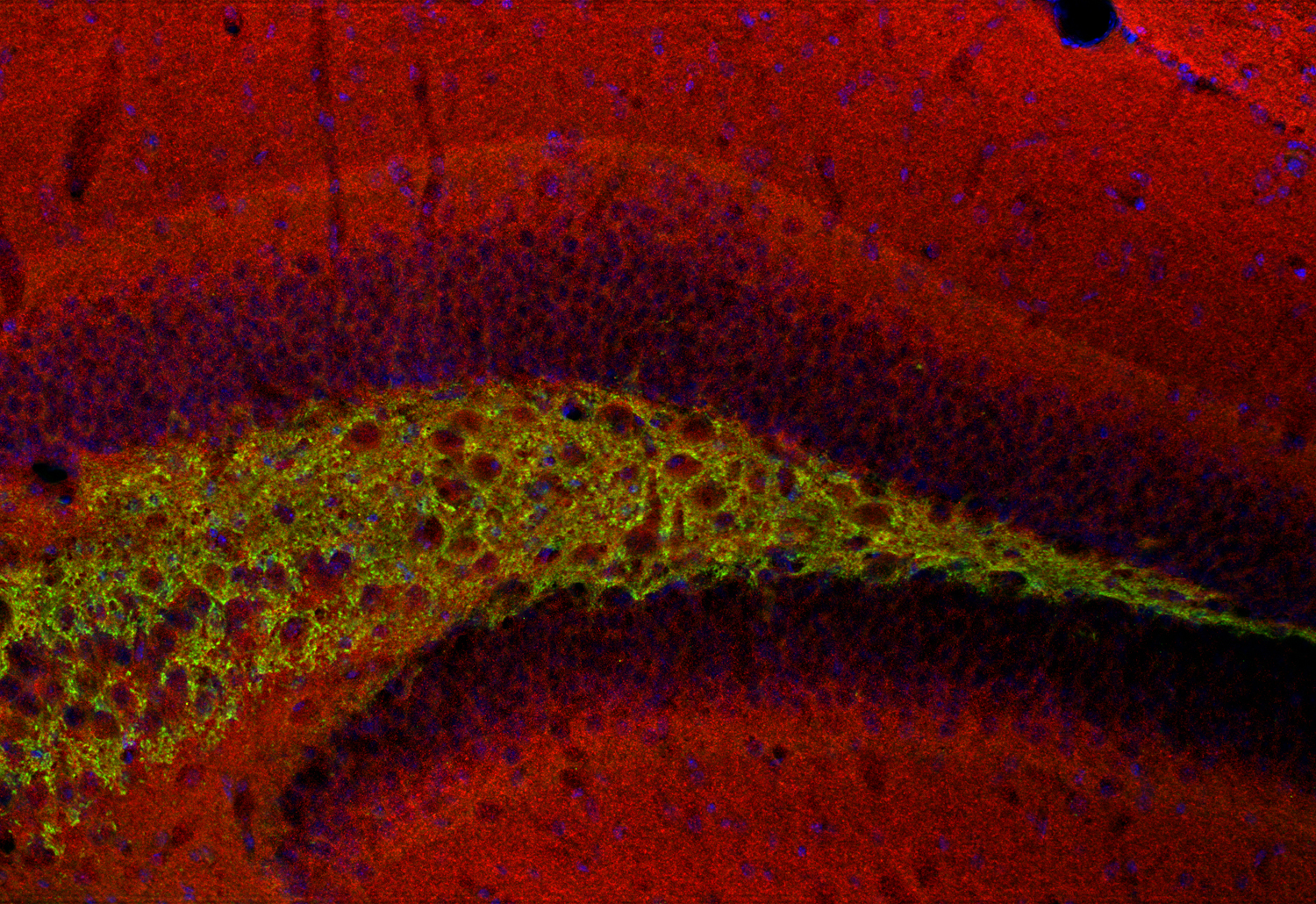 Neuroligin2 Recombinant Guinea pig - image 4
