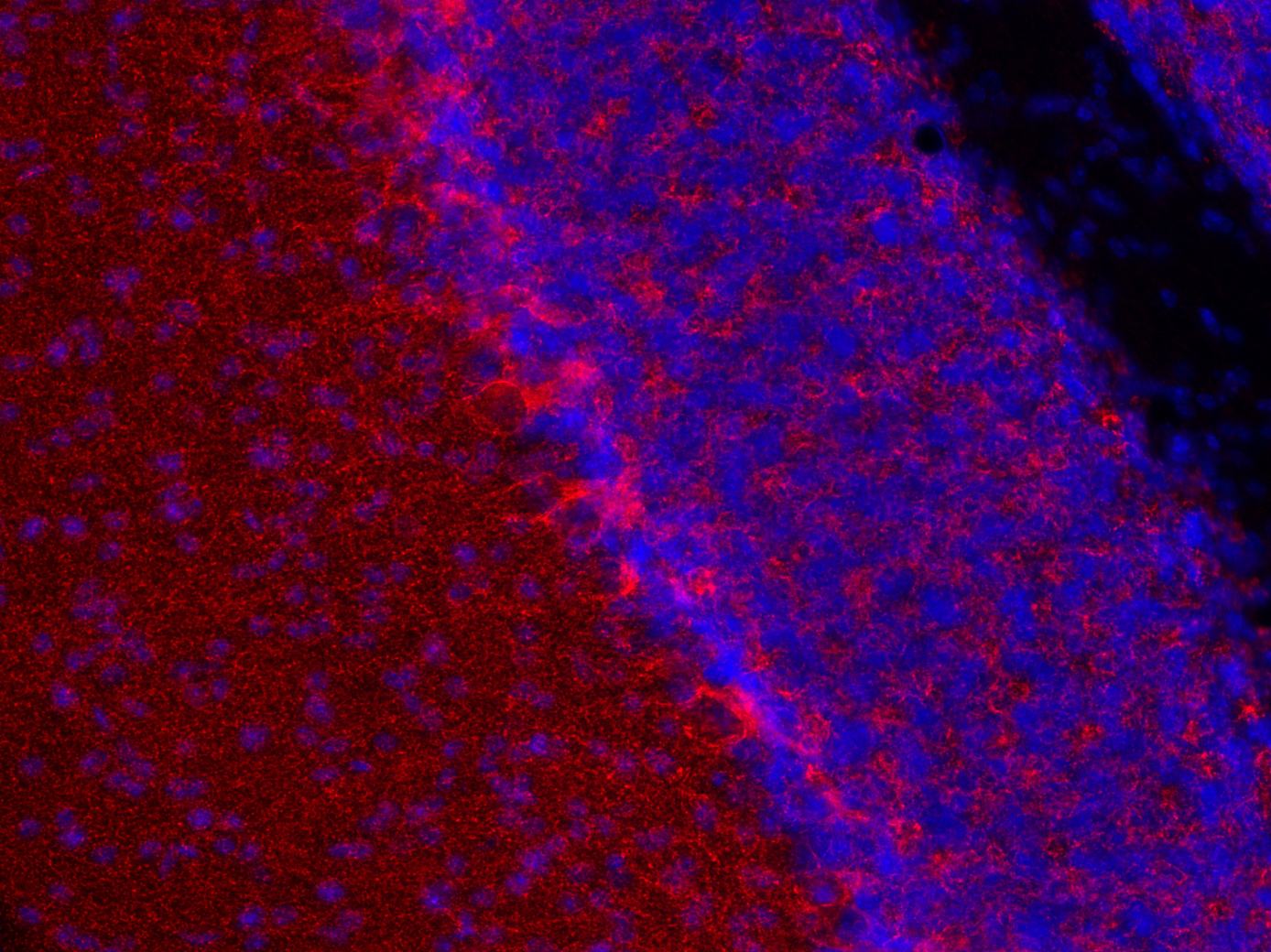 VGAT Recombinant rabbit - image 4