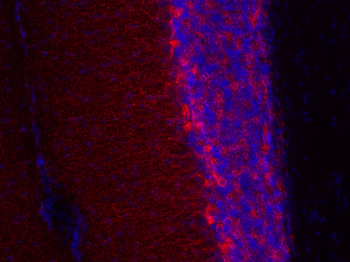 VGAT Recombinant Guinea pig - image 3
