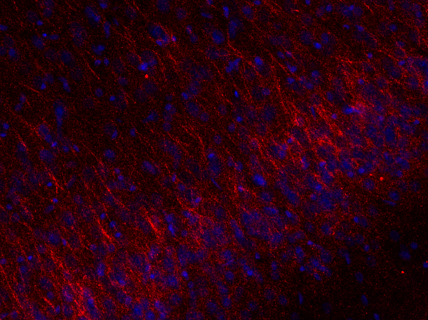 VGAT Recombinant Guinea pig - image 4