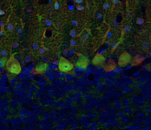 GFP, Polyclonal rabbit antiserum