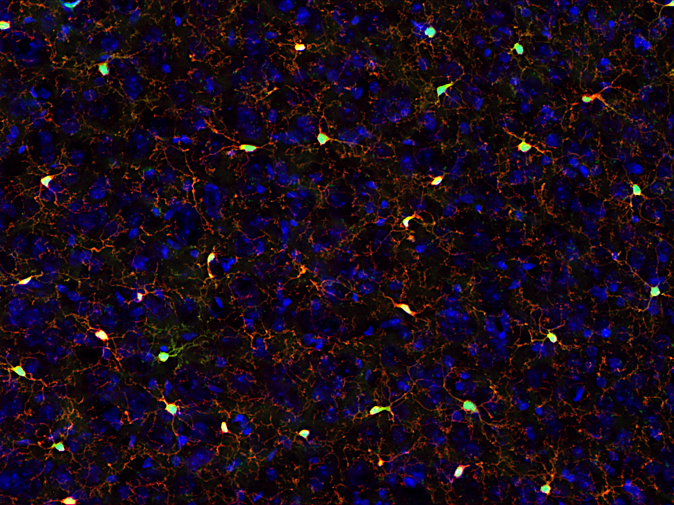 GFP, Polyclonal rabbit antiserum