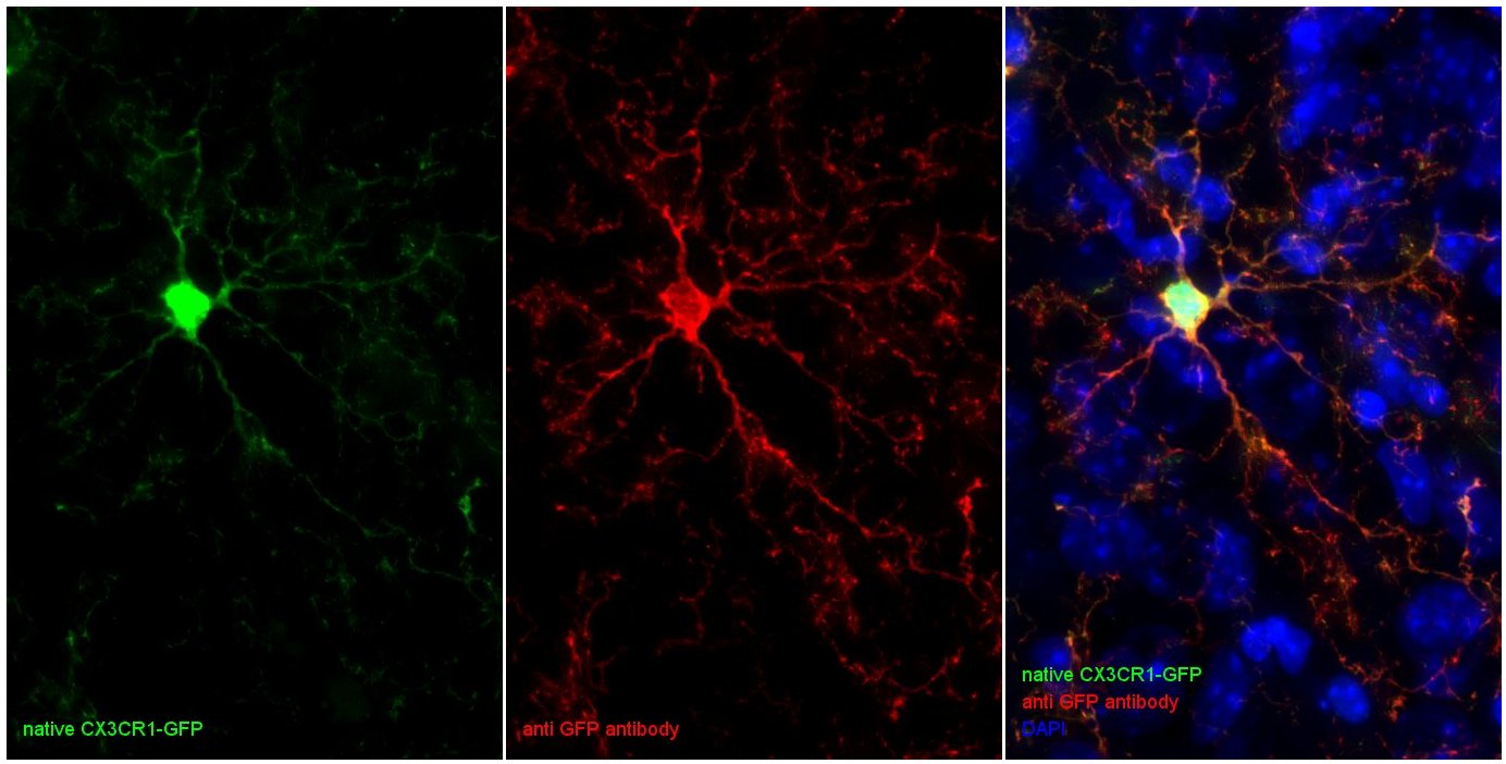 GFP, Polyclonal rabbit antiserum