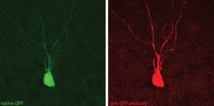 GFP, Polyclonal Guinea pig antiserum