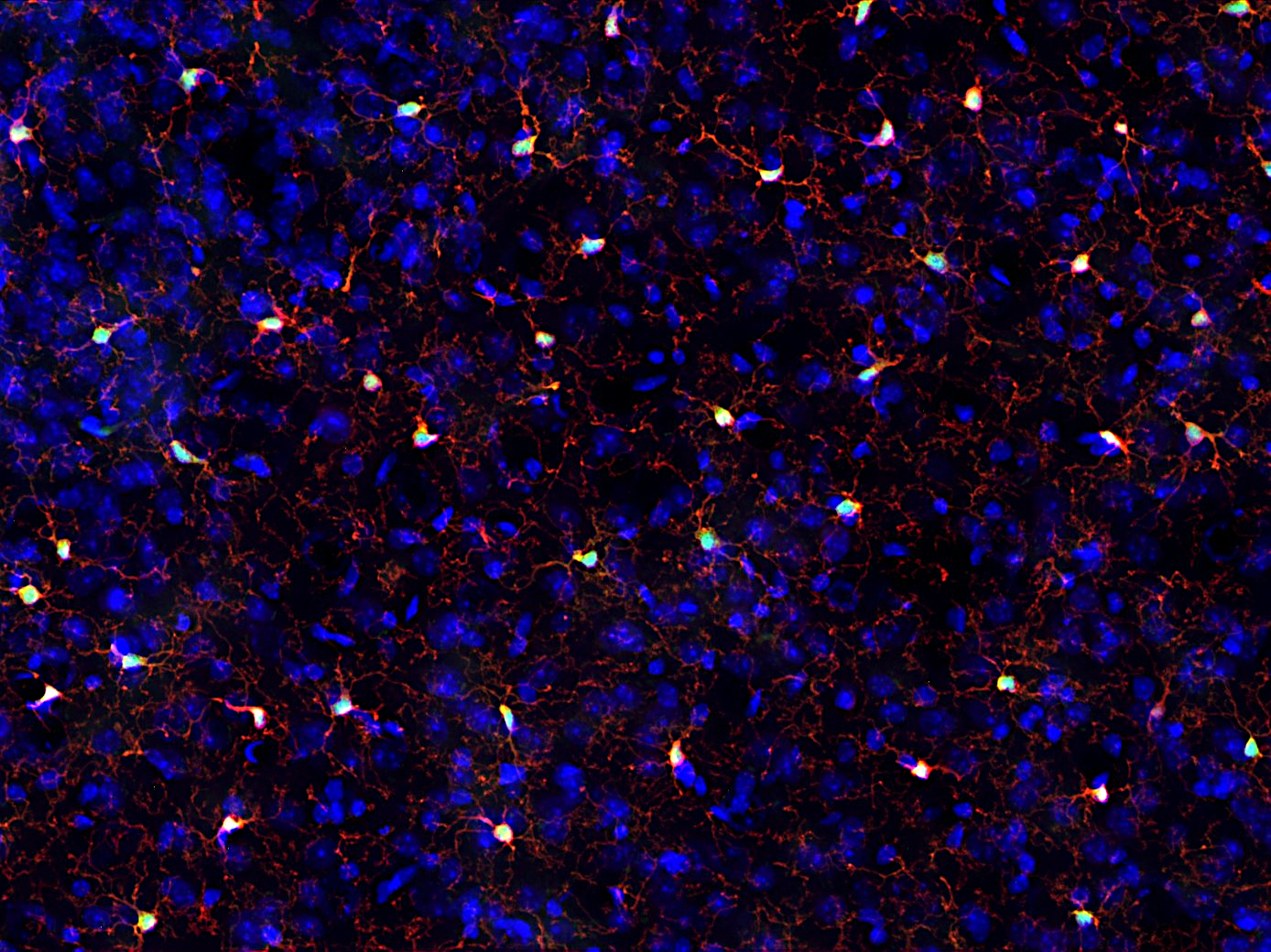 GFP, Polyclonal Guinea pig antiserum