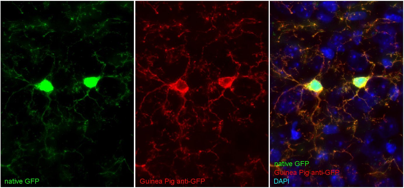GFP, Polyclonal Guinea pig antiserum