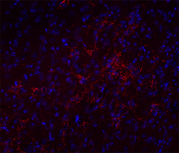 VGLUT3 Polyclonal Guinea pig antiserum - image 2