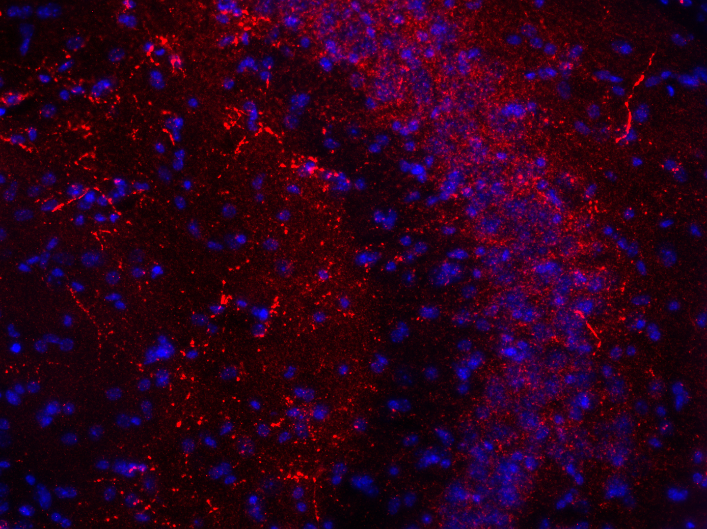 VGLUT3 Recombinant rabbit - image 1
