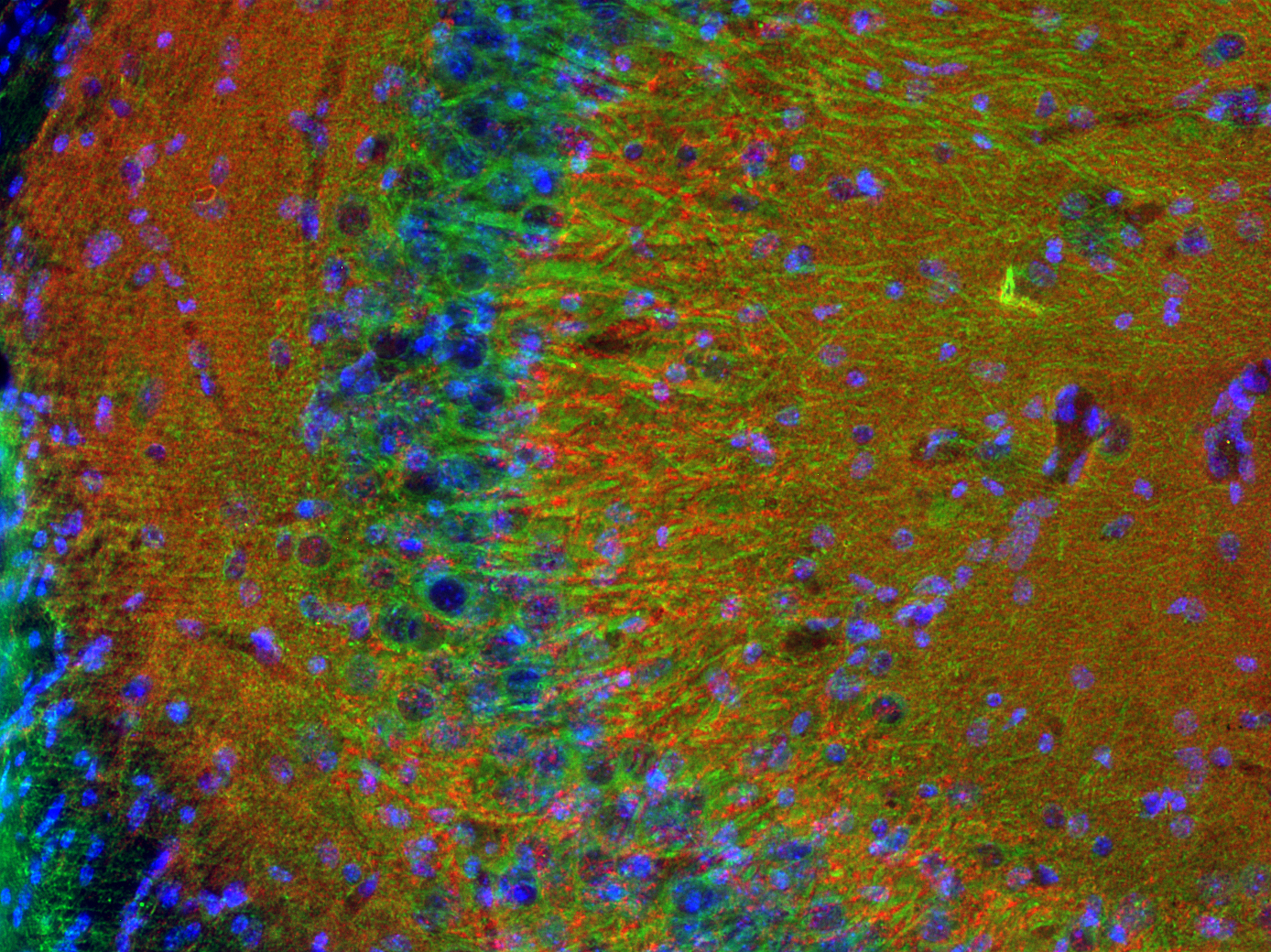 VGLUT1 Recombinant rabbit - image 3