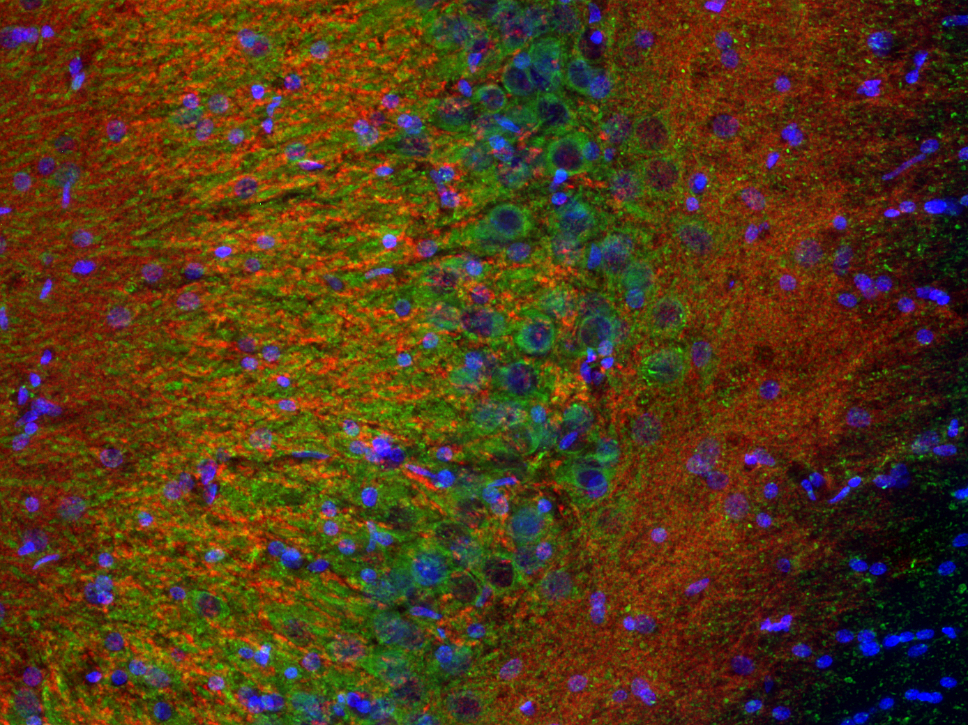 VGLUT1 Recombinant rabbit - image 4