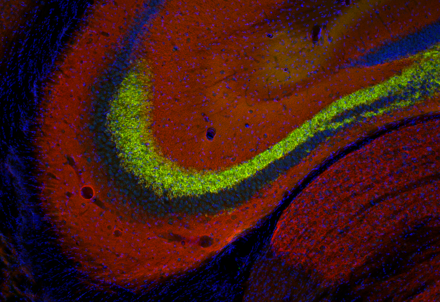 VGLUT1 Recombinant chicken - image 5