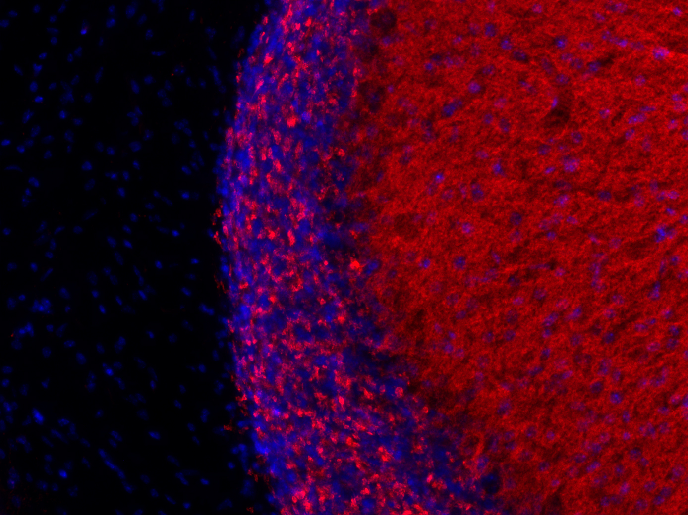 VGLUT1 Recombinant Guinea pig - image 4