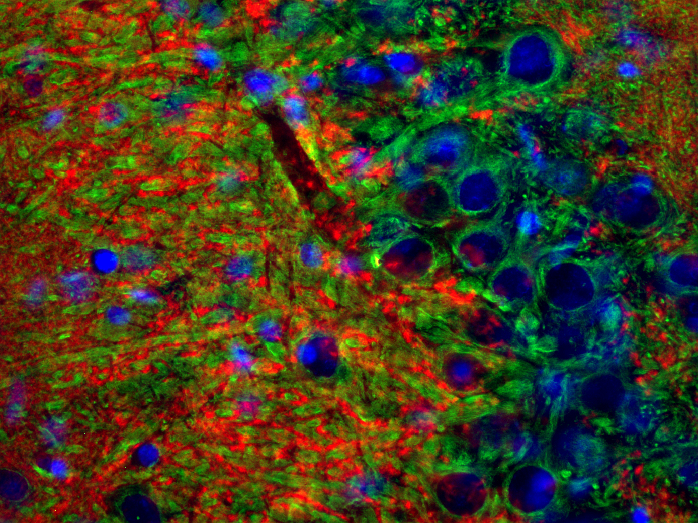 VGLUT1 Recombinant Guinea pig - image 5