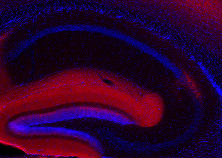 VGLUT2 Recombinant rabbit - image 4