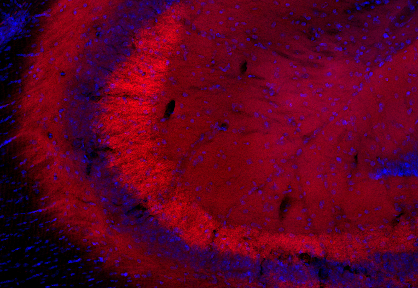 Rim1/2 Recombinant rabbit - image 3
