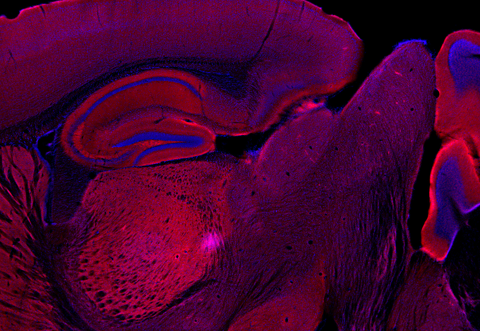 Rim1/2 Recombinant rabbit - image 4