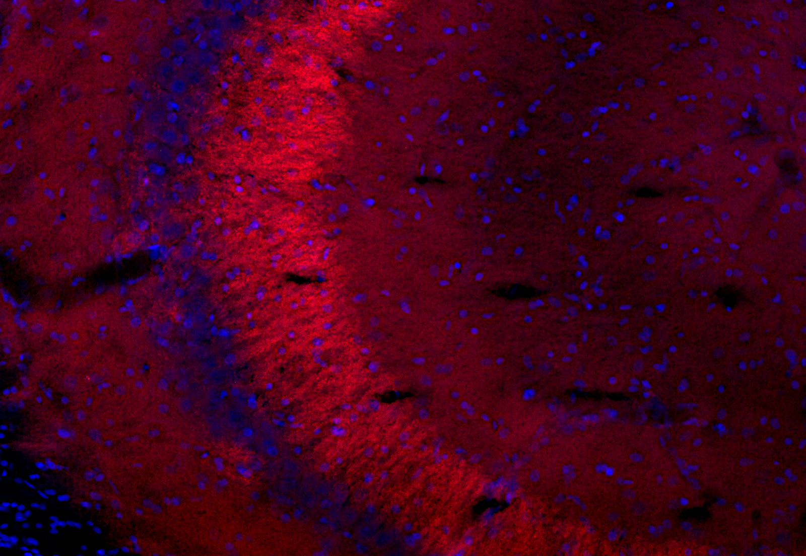 Rim1/2 Recombinant rabbit - image 5