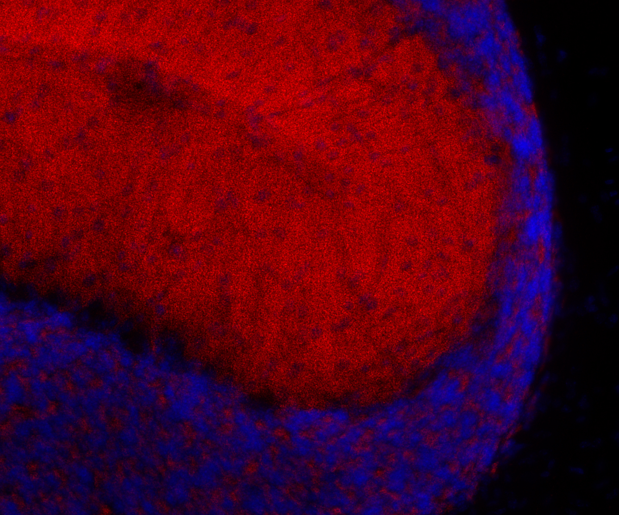 Bassoon Recombinant rabbit - image 4