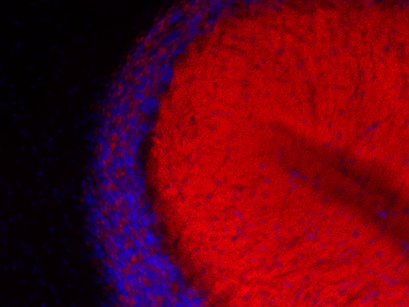 Bassoon Recombinant Guinea pig - image 3