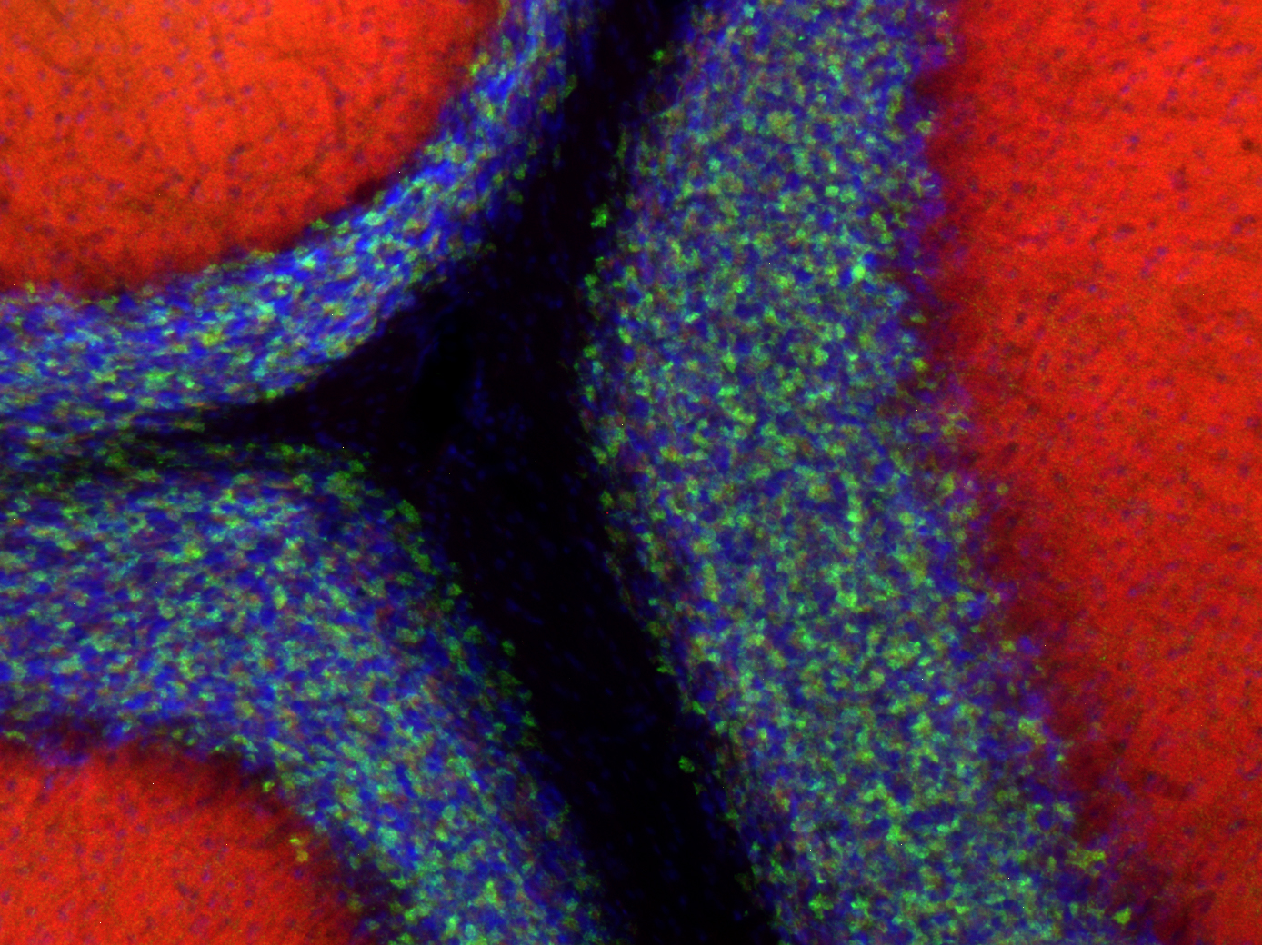 Bassoon Recombinant Guinea pig - image 4