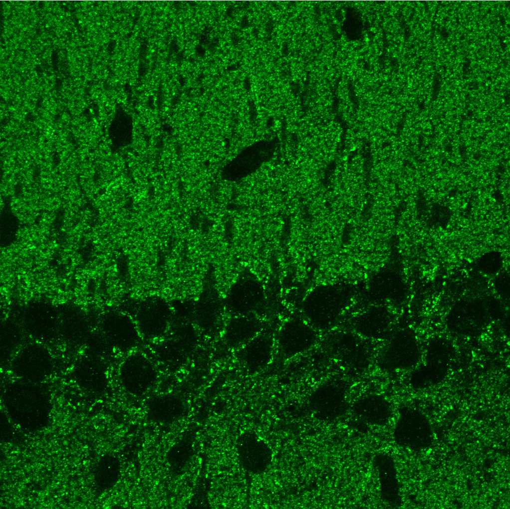 Piccolo, Polyclonal rabbit purified antibody