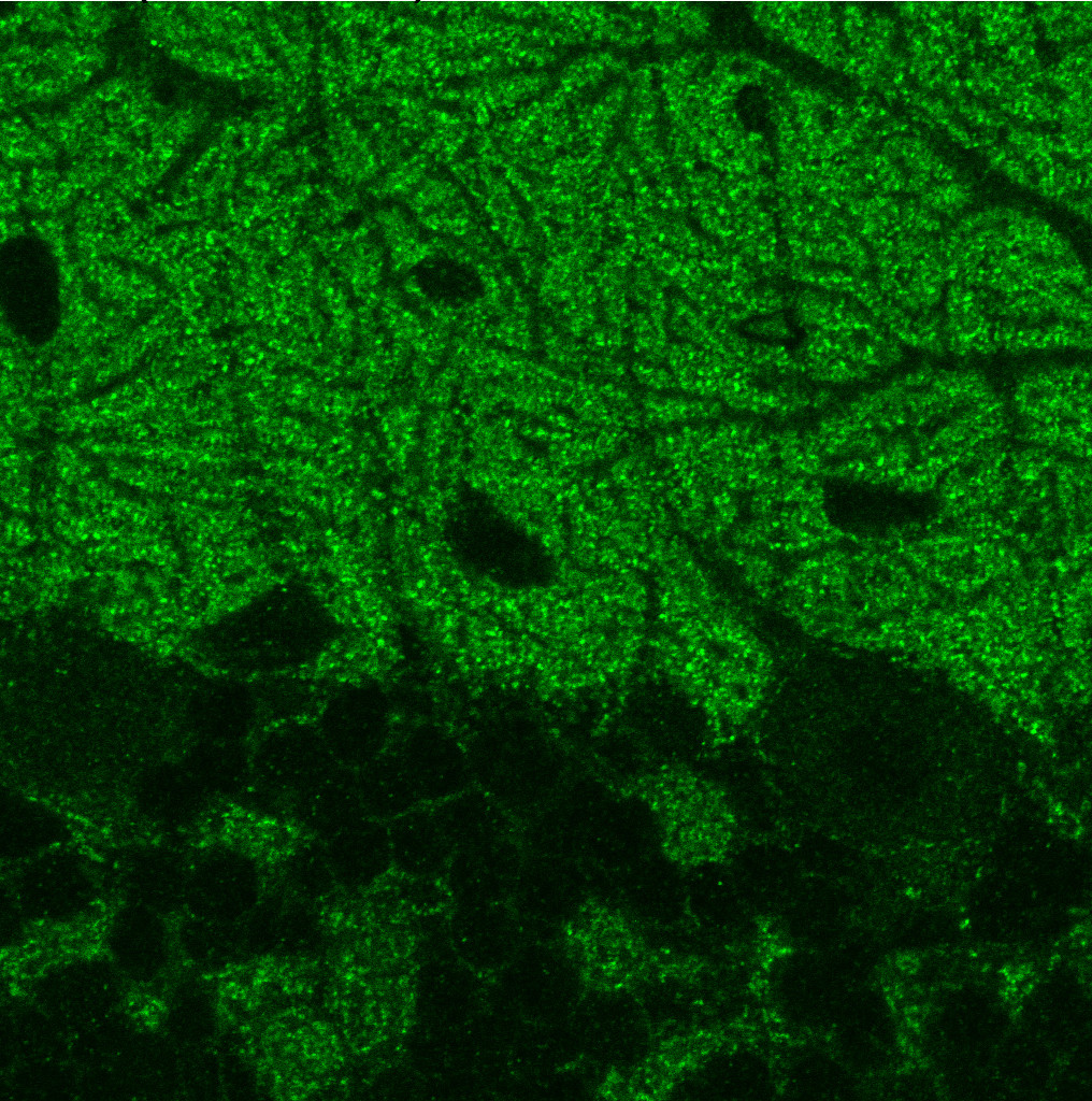Piccolo, Polyclonal rabbit purified antibody
