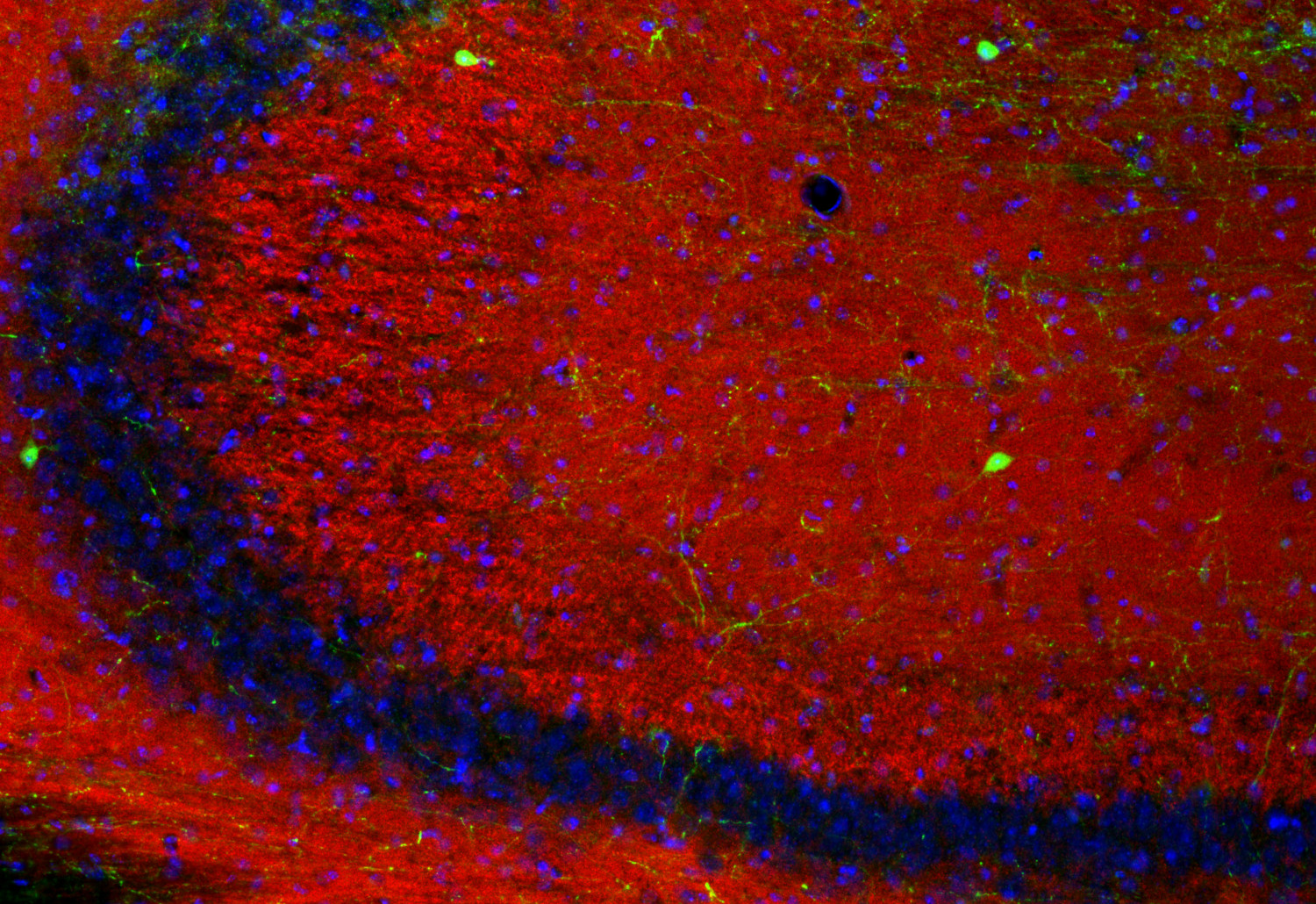 Piccolo Recombinant rabbit - image 3