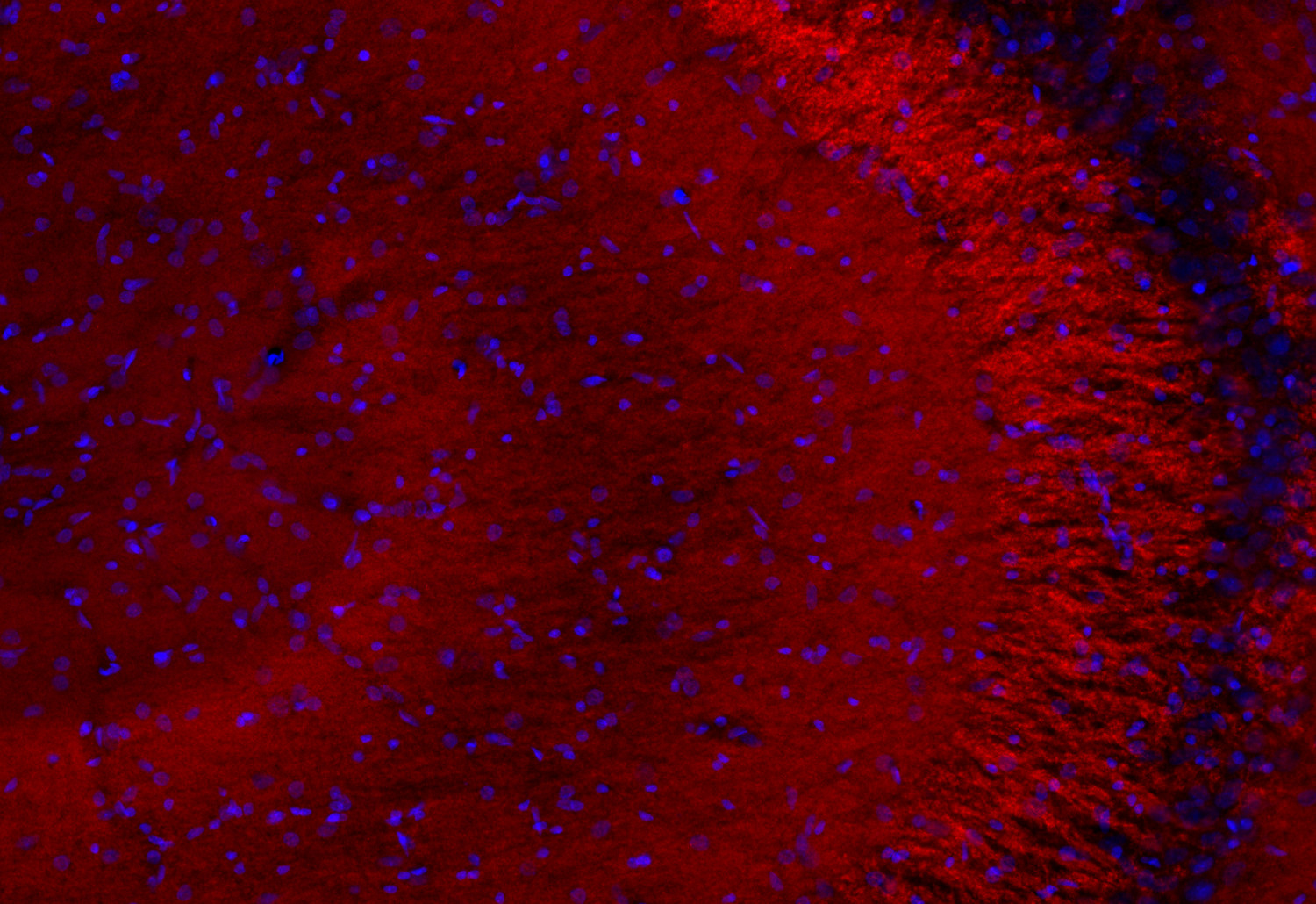 Piccolo Recombinant rabbit - image 5