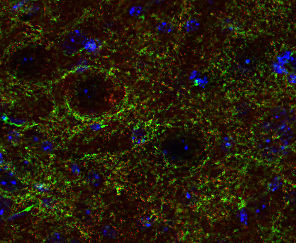 Gephyrin Recombinant rabbit - image 3